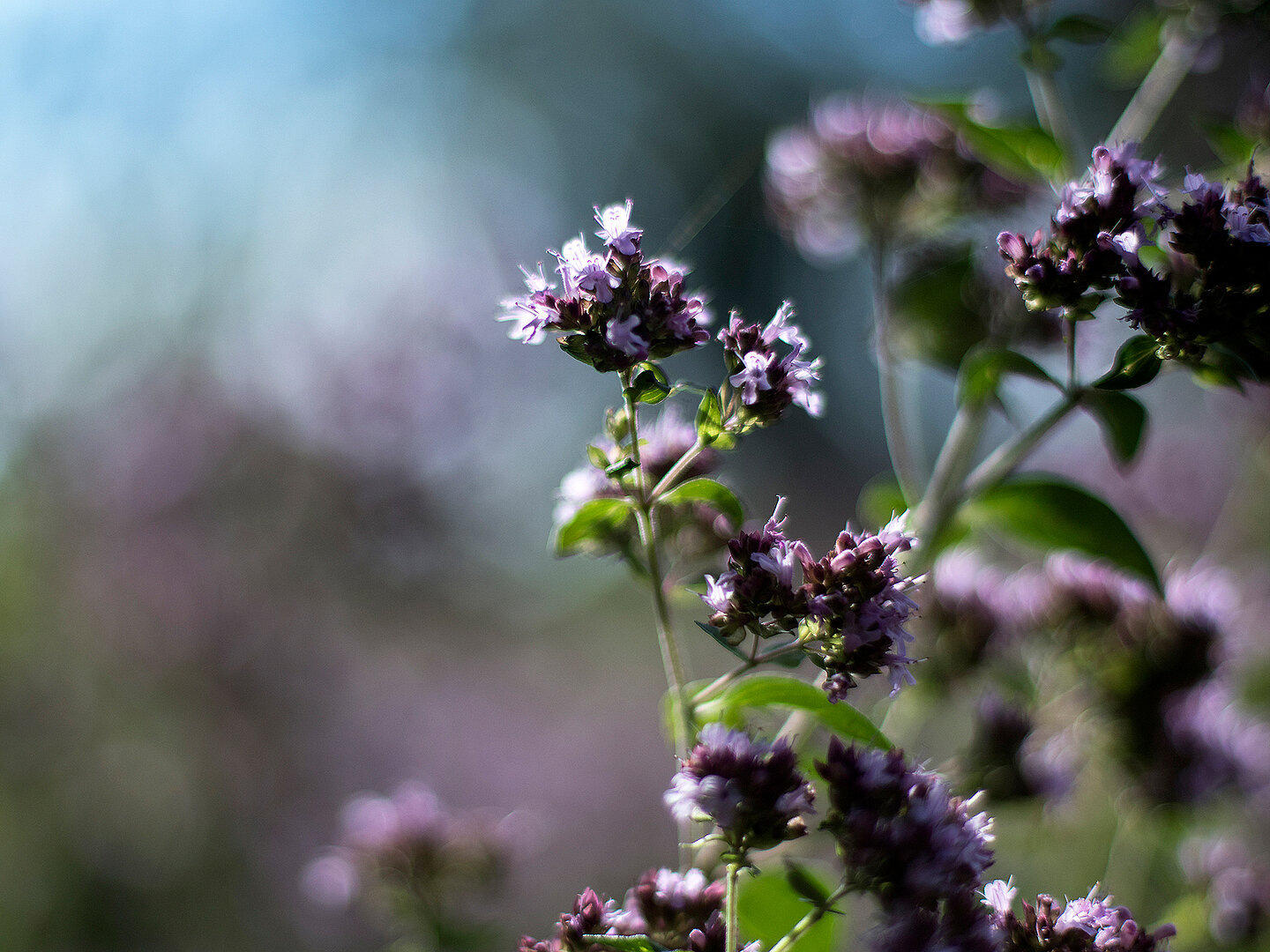 Natürliche Wirkkräfte